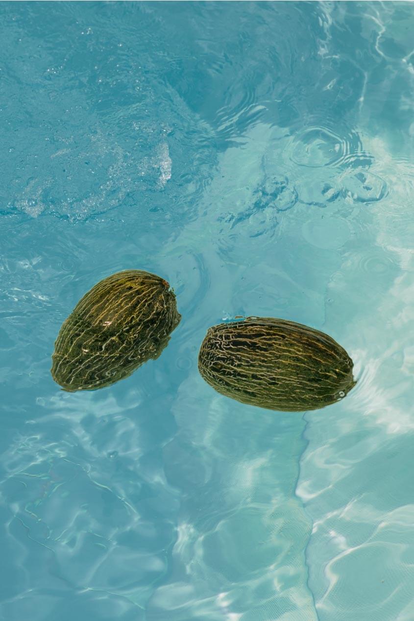Dos melones flotan en una piscina